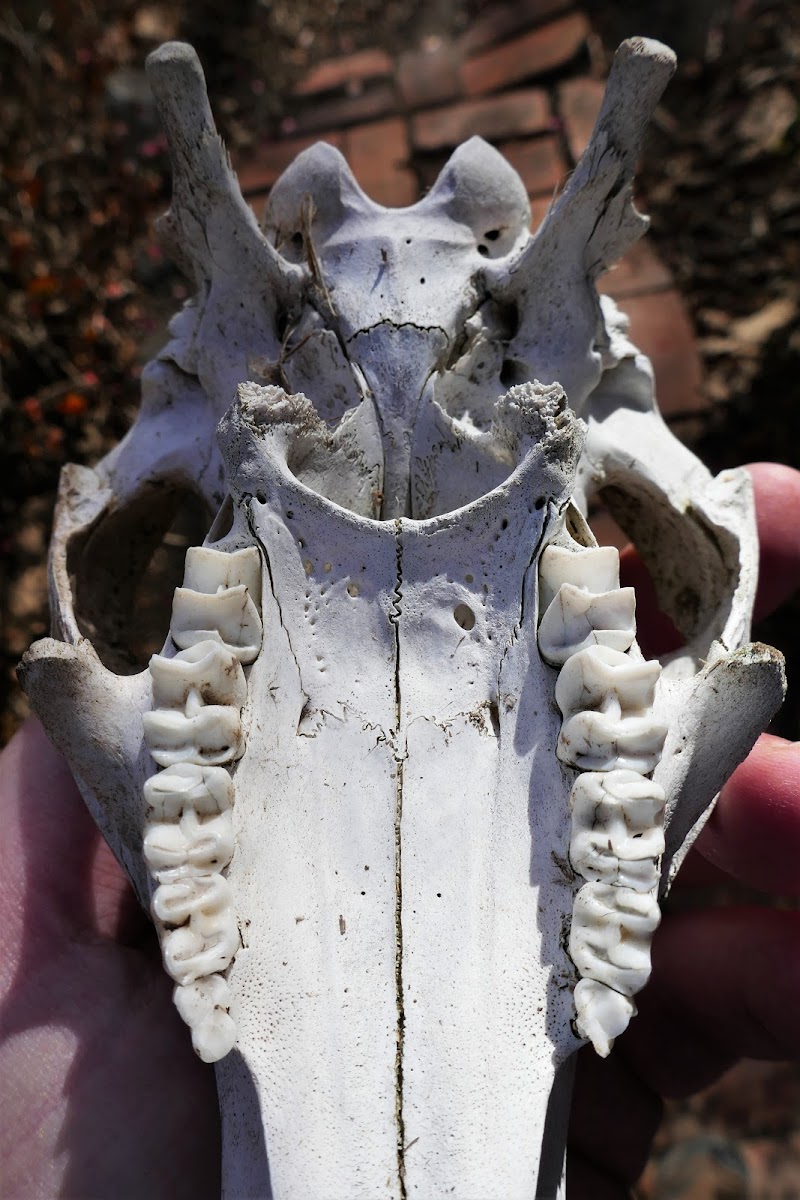 Eastern Grey Kangaroo (skull)