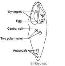 Solution Image