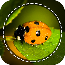 Insect identifier App by Photo, Camera 2019 Download on Windows