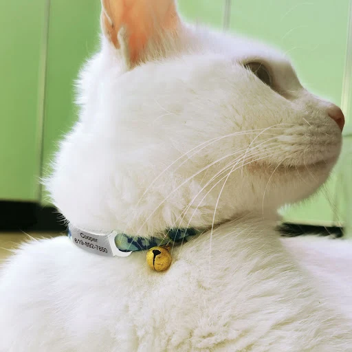 Personalized ID Tag Cat Collar With Bell Safety Breakaway Cats Collars Quick Release Cute Necklace Free Engrave For Cats