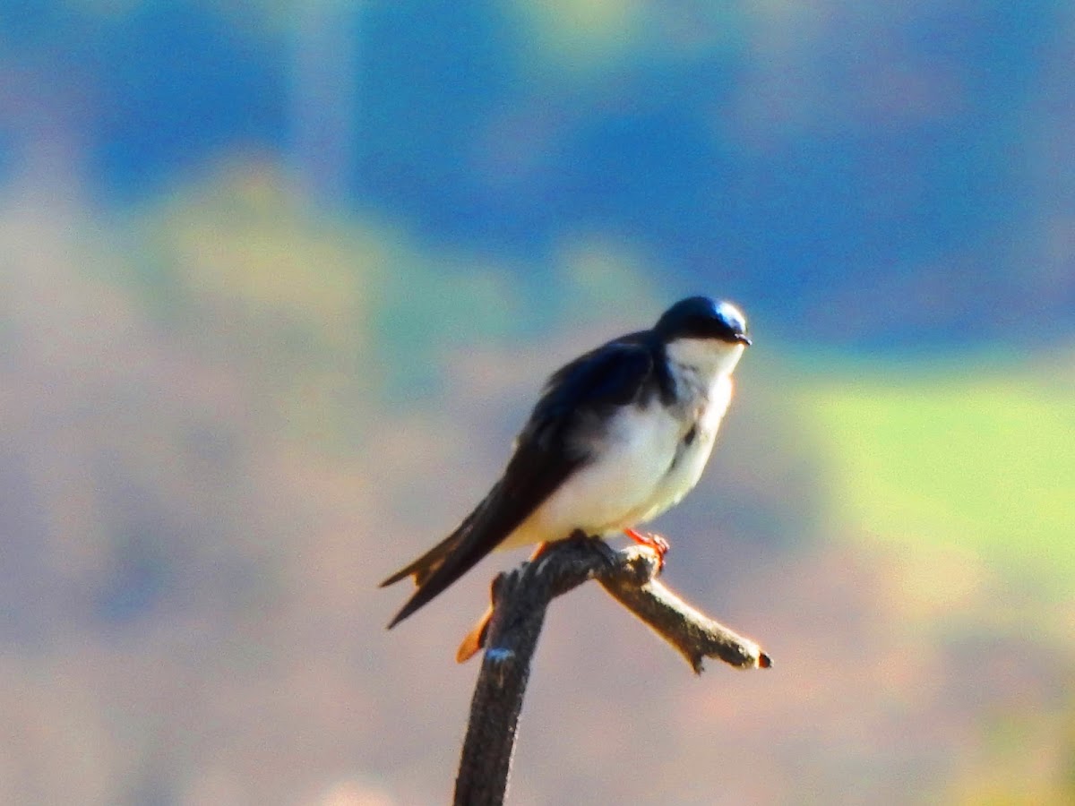 Tree Swallow (nesting pair)