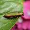 Golden Buprestid