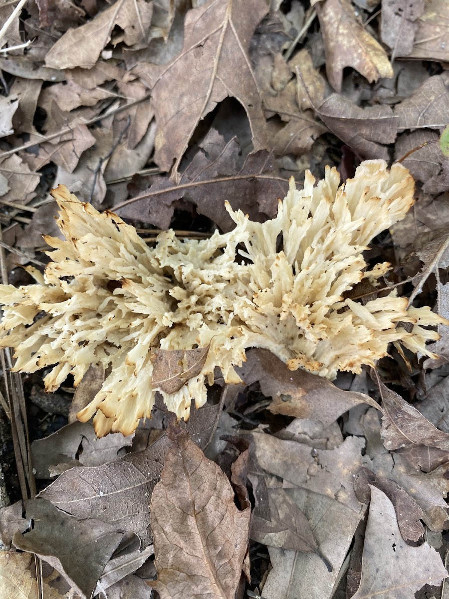 Coral fungus sp