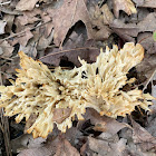 Coral fungus sp