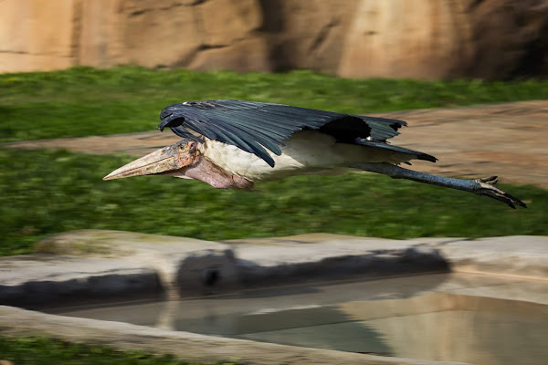 in volo di alessandro_negri