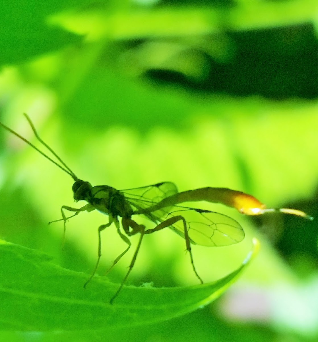 Ichneumon wasps