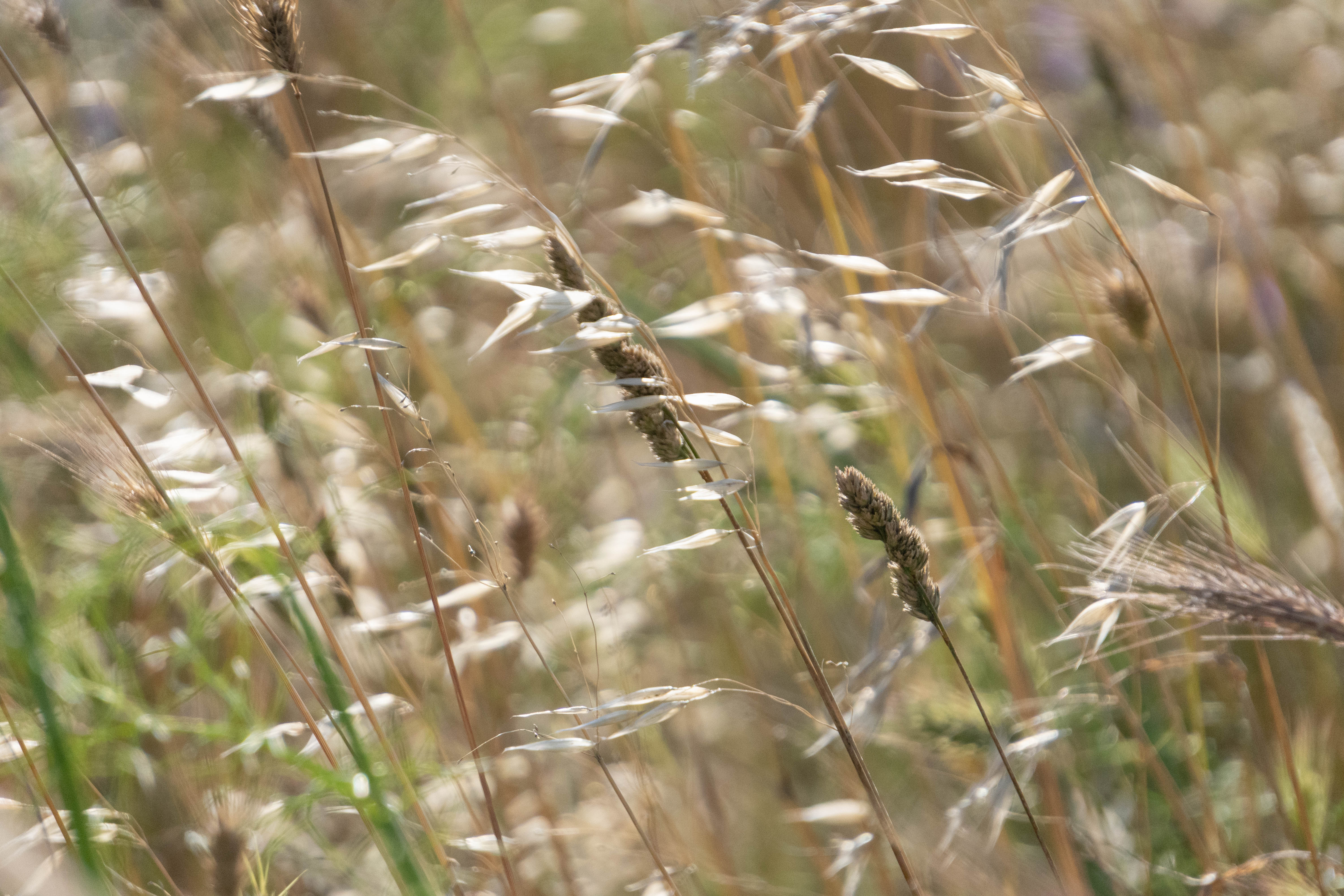 Vento d'estate di giovannaabb