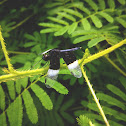 The pied paddy skimmer (male)