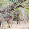 Waterbuck