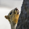 Fox Squirrel