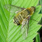 Bee fly