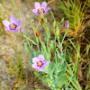 Catchfly Gentian