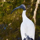 Australian White Ibis