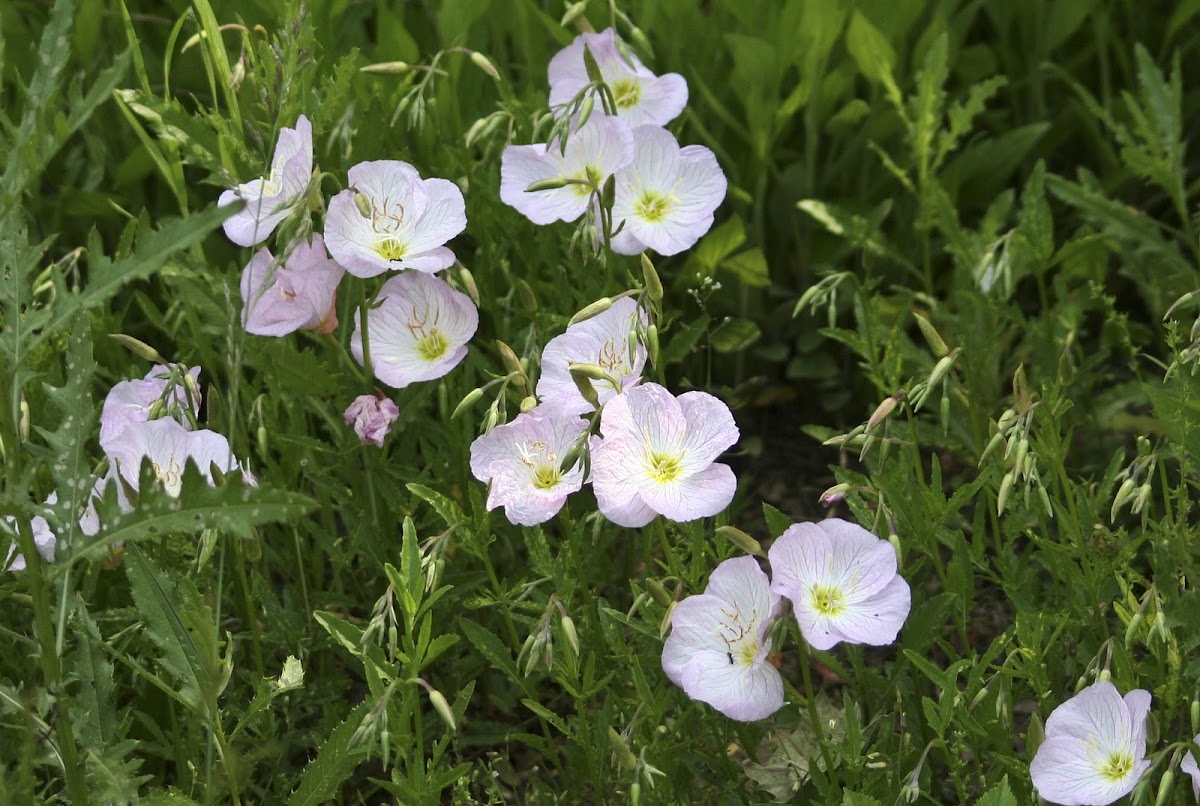 Pink Evening Primrose