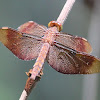 Fulvous Forest Skimmer