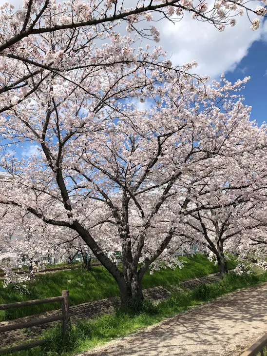 「桜の木の下で」のメインビジュアル