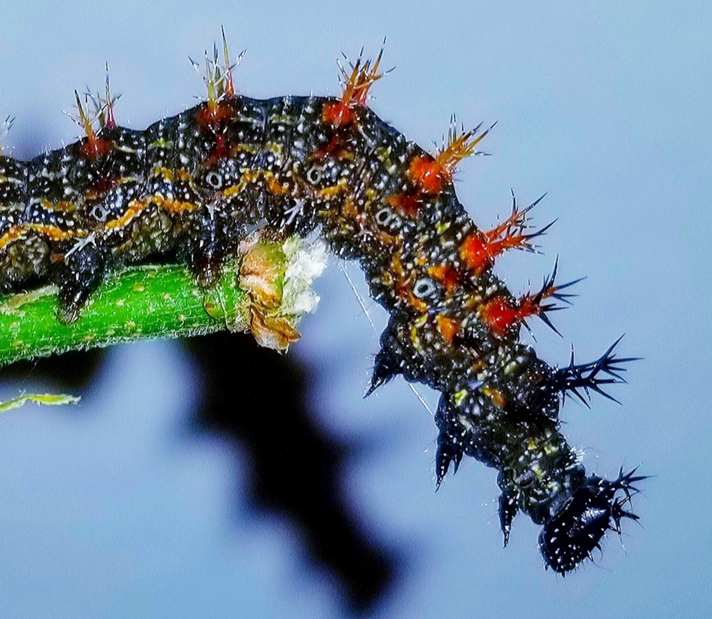 Question mark caterpillar