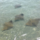 Atlantic Stingray