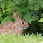 Eastern Cottontail