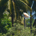 Black-headed ibis