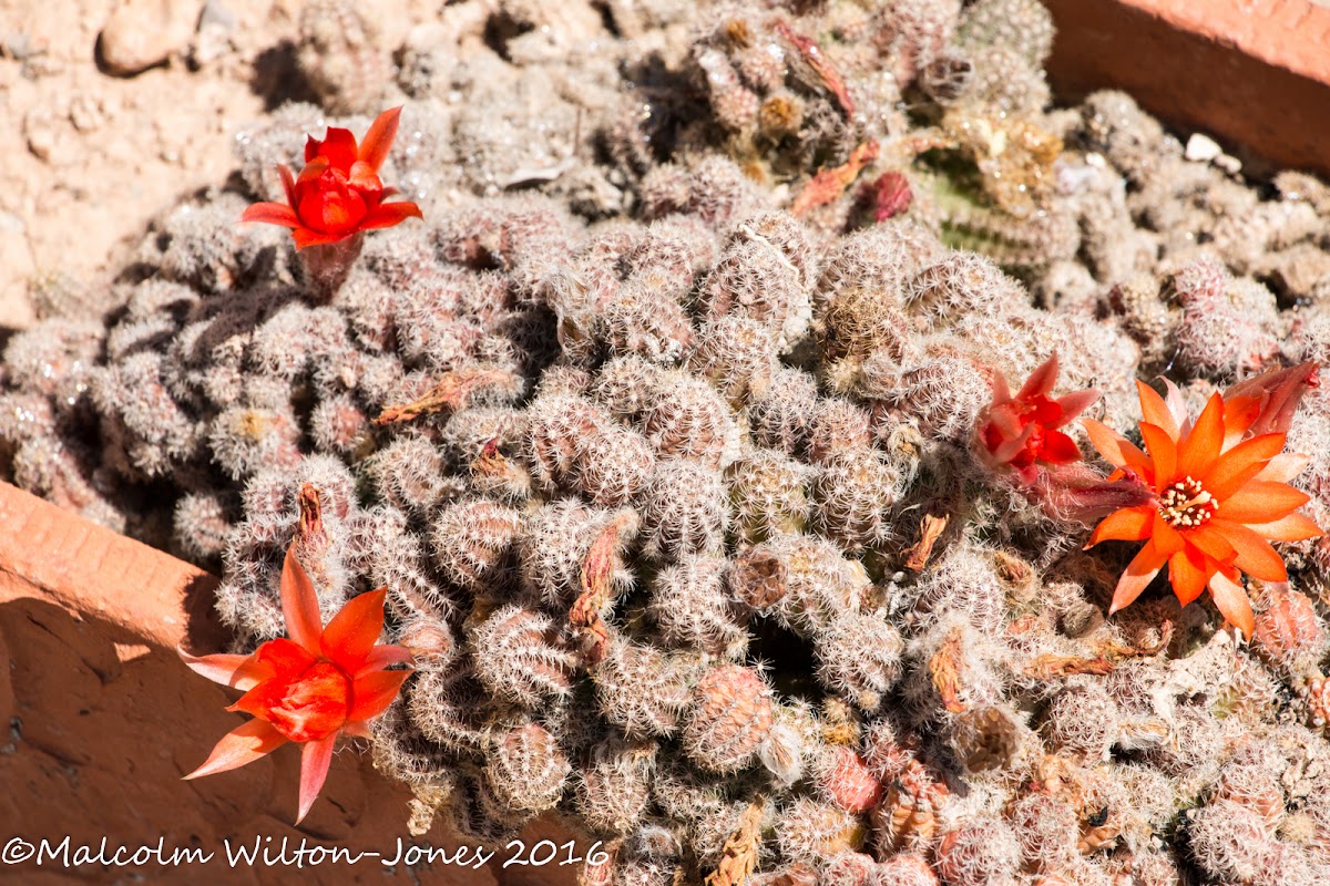 Cactus flower