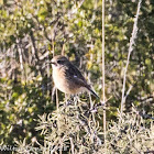 Stonechat; Tarabilla Común