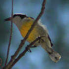 Bananaquit