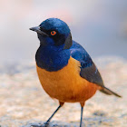 Estornino de Hildebrandt (Hildebrandt's starling)