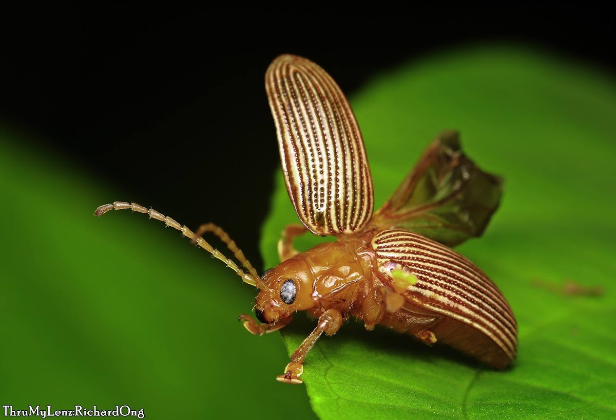 Flea Beetle