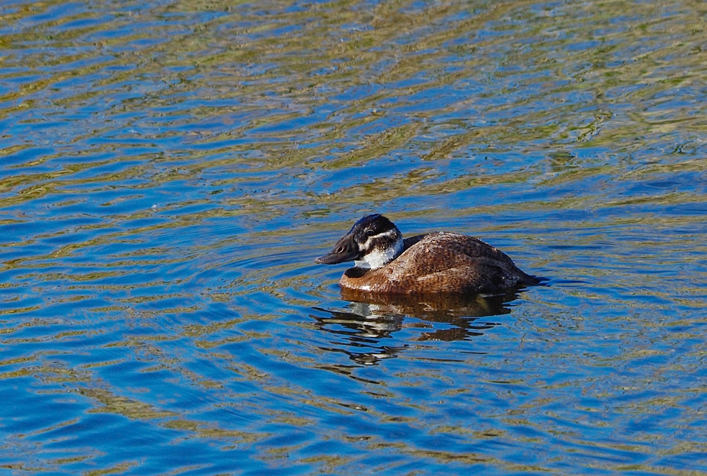 Malvasía común (White-headed duck)