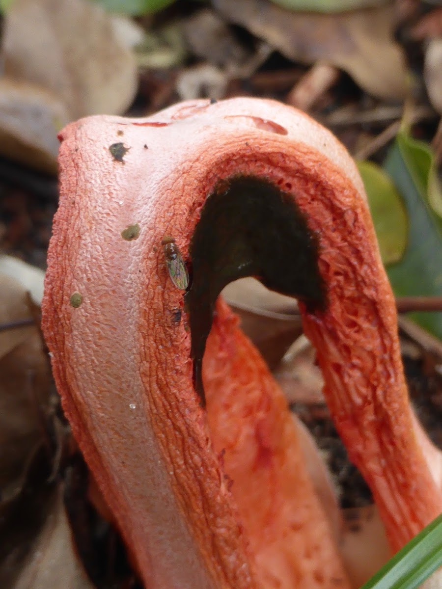 Column Stinkhorn (and fly)