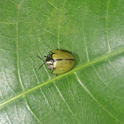 Tortoise-beetle