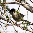 Blackcap; Curruca Capirotada