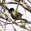 Blackcap; Curruca Capirotada