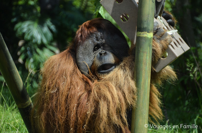 San Diego Zoo - lost forest monkeys