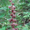 Striped Coralroot