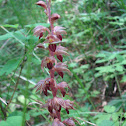 Striped Coralroot