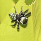 Jumping Spider