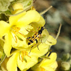 Spotted Longhorn