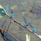 Marsh Bluet