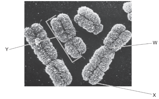 Mitosis