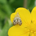 Tebenna moth