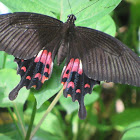 Female Common Mormon