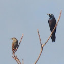 Common Grackle (male, right)