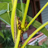 Kudzu Bug