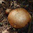 Suillus