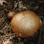 Suillus