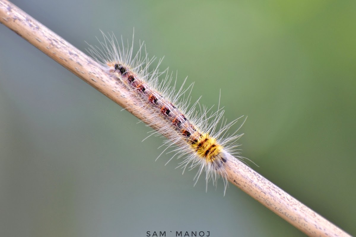 Common Duffer Caterpillar