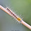 Common Duffer Caterpillar