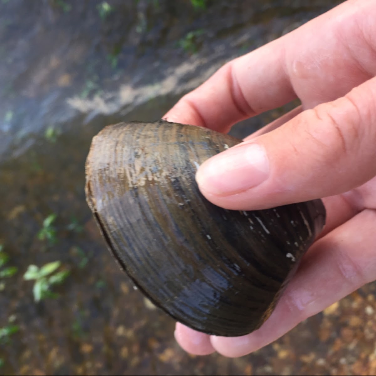 Asiatic clam